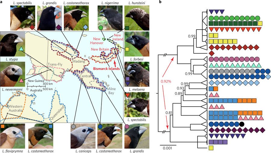 NatureEcoEvo (@NatureEcoEvo) on Twitter photo 2018-12-14 01:09:54 Mosaic genome evolution in a recent and rapid avian radiation nature.com/articles/s4155… #December2017highlight #ICYMI Mosaic genome evolution in a recent and rapid avian radiation nature.com/articles/s4155… #December2017highlight #ICYMI