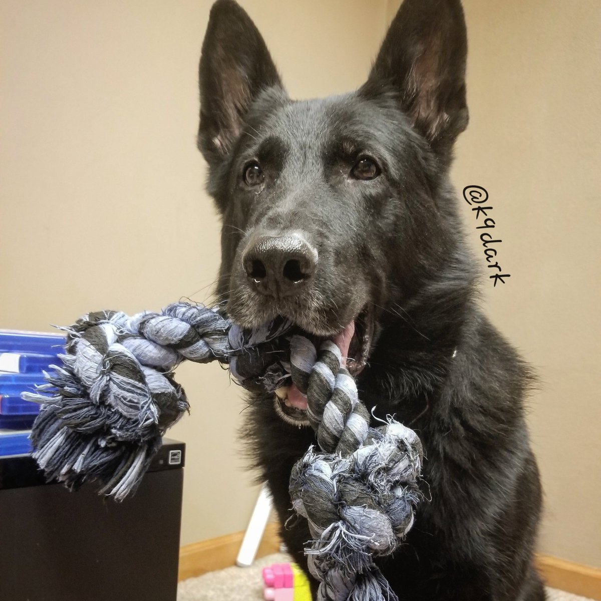 thek9dark's tweet photo. Rope is life 
#k9 #dogs #thinblueline #dog #policek9 #gsd #germanshepherd #dogsofig #k9dark #copdogs #lawenforcement https://t.co/7DPAnMXJpw