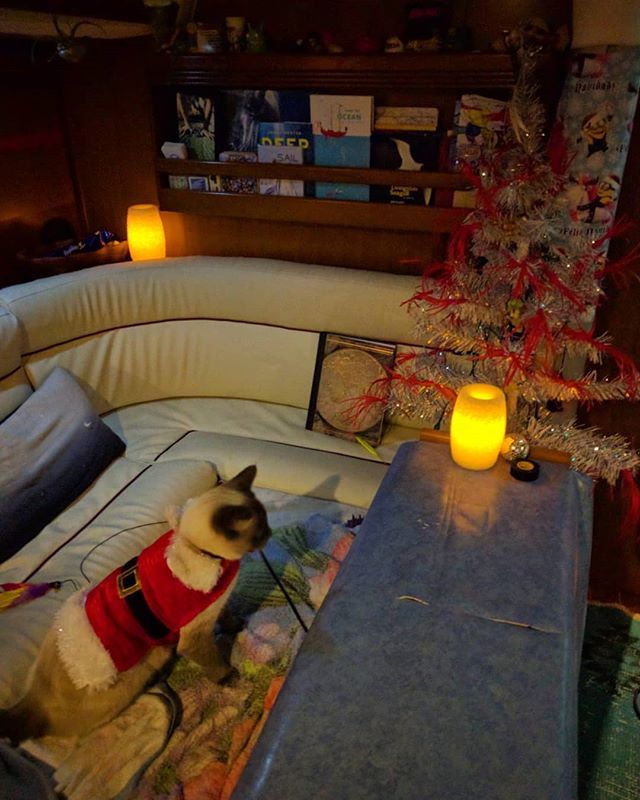 sail_allday's tweet photo. It's beginning to look a lot like Christmas. This was back in La Paz Mexico circa 2016. #catsofinstagram #catstagram #sailing #allday https://t.co/IEwpj6xzwH https://t.co/Hh1lTy4lAK