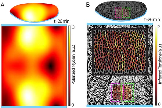Finishing a project with Sebastian Streichan and Boris Shraiman! We found a connection between epithelial geometry and delaunay triangulations that encode mechanics. Used to accurately infer global myosin distributions in Drosophila. Would love feedback! arxiv.org/abs/1812.04678
