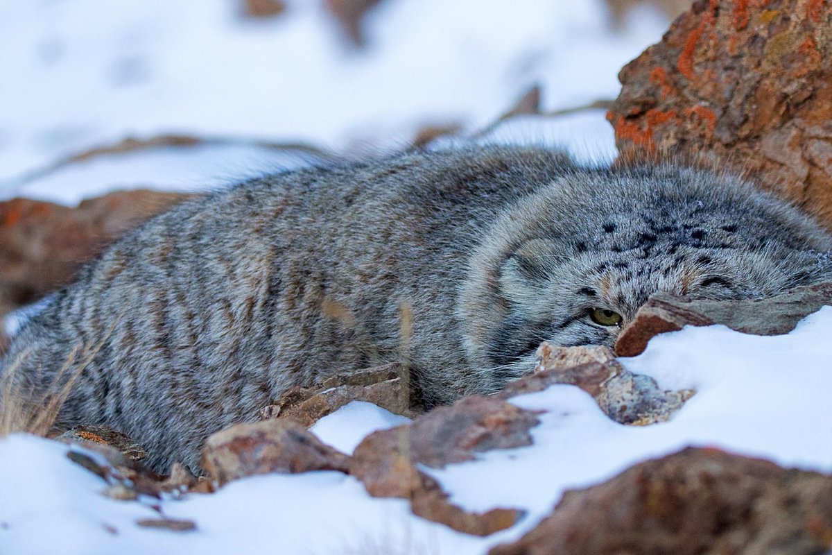 Manul, one of the world's fluffiest & most secretive cats pictured...