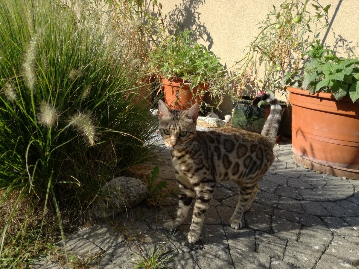Meine Bengalkatze Ori geniesst die Wintersonne draussen im Garten.

#bengalcat #bengal #bengalkatze #cat #cats #katzen #katze #team8 #schweiz #Switzerland