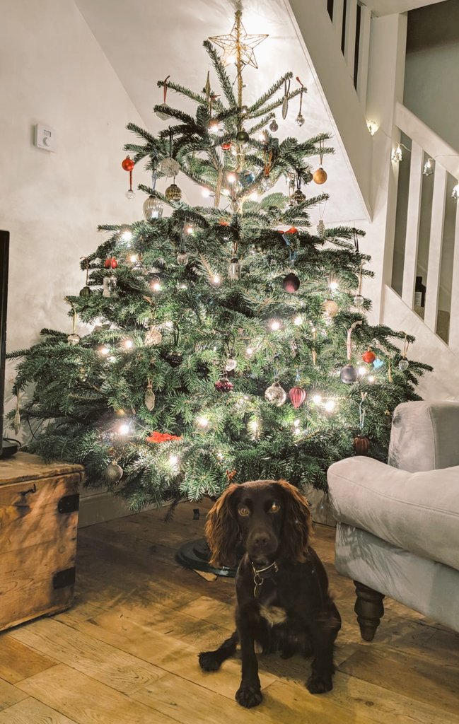 We're feeling VERY festive now with 12 days until Christmas! ☃️🎁🎄 One family member in particular..! 🐶 Remember we still have a few free range geese &amp; turkeys to order for Christmas lunch - do get in touch! #FarmShopUK #Cotswolds #Christmas #Oxfordshire #BuyLocal #buymyturkey
