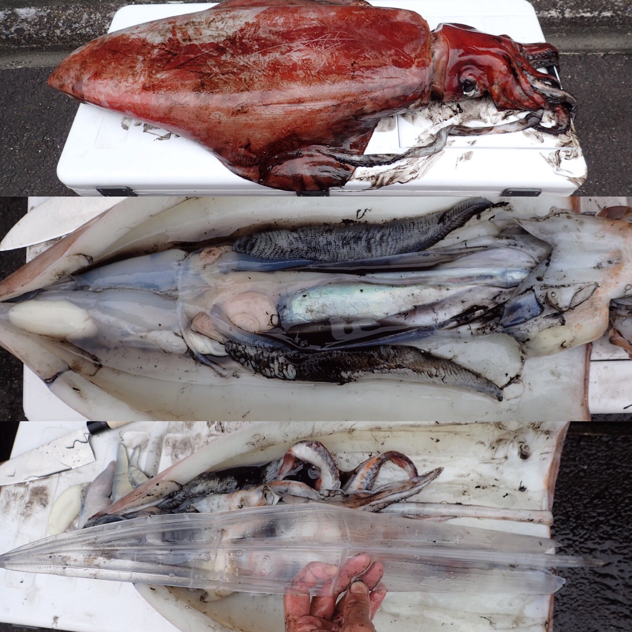 マグロアジンガー 釣ったタルイカを解体しました 簡単にではありますが 身体の構造を解説しながら記録してます T Co Oukbyoxzjs タルイカ ソデイカ Fishing Squid タルイカジギング 釣り水族館 T Co Niwpwn3oxs Twitter
