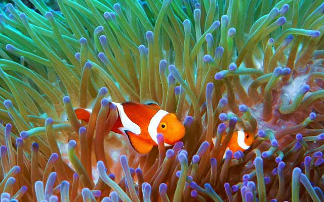 The central government of Japan wants to destroy this bay in order to build a new military base, against the will of the Okinawan people.