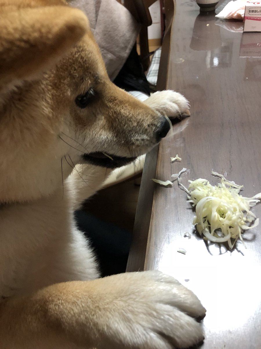 柴犬ぽん キャベツ大好き