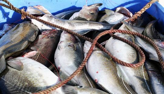 NorwayEU's tweet photo. 🐟Norway and the EU has concluded their bilateral fisheries agreement for 2019 which includes agreement on total allowable catch(TAC) for their joint stocks in the North Sea, as well as the exchange of quotas 🇳🇴🇪🇺 https://t.co/hGlk29qReV https://t.co/GpHQND3kSD
