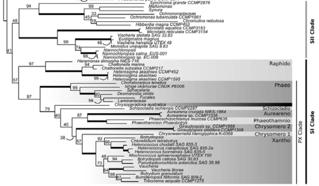 protistologists's tweet image. Chrysoparadoxa australica: The golden paradox – a new heterokont lineage with chloroplasts surrounded by 2 membranes onlinelibrary.wiley.com/doi/10.1111/jp… #protists #algae 

The outer chloroplast membrane is continuous between the two chloroplasts via the outer membrane of the nuclear envelope