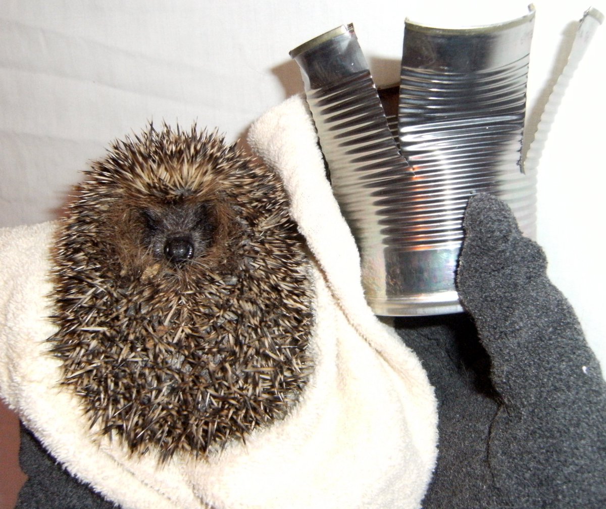 This is Tinny the hedgehog who got trapped in an empty tin which had been put out for recycling - luckily she survived but do wash out empty tins and also crush them so nothing can get trapped.
britishhedgehogs.org.uk