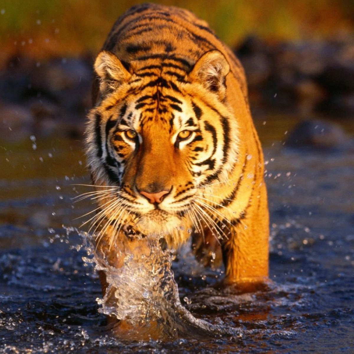 #BREAKING: China reiterates that it will continue the strict ban on trade in #rhino and #tiger products, and as a Party to #CITES will spare no effort to fight #WildlifeTrafficking goo.gl/ZNYfp6 via <a href="/XHNews/">China Xinhua News</a>