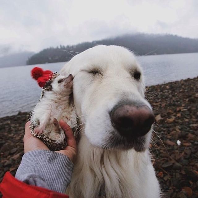 hotdogcollars's tweet photo. @wat.ki "We love a dog with fluffy, soft, ea...er....wait....what???? 🙊😍
.
.
.
#Regram #WeeklyFluff #DogsOfInstaWorld #Canon #Nikon #IG_eternity #IgCutest_Animals #Photo #Photography #PetPhotography #ExcelentDogs #TopDogPhoto #Dog_Features #DogPhotog… https://t.co/Lb8aSHa7yu https://t.co/eiRezVX4Al