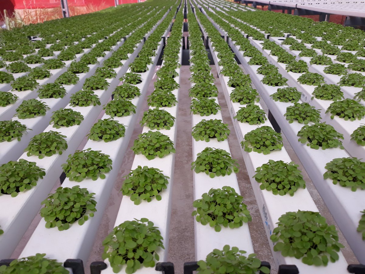 AgroindSolution tweet picture