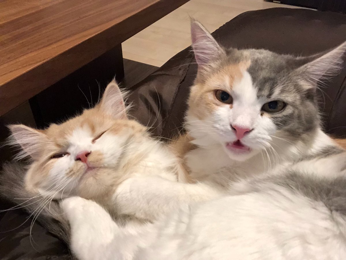 うちの子たちが可愛すぎる罪 もう猫BOTって呼んでくれていいよ