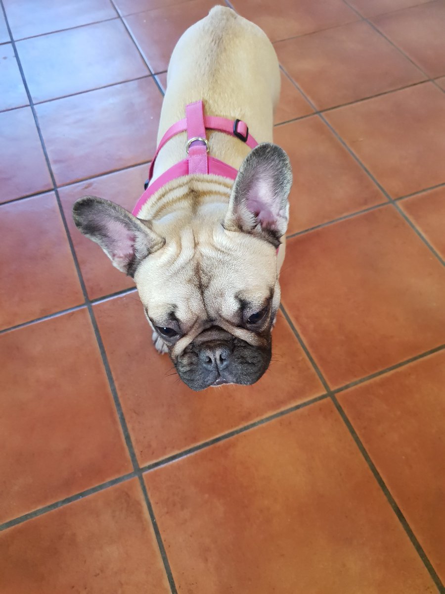 EssexHertsDamp's tweet photo. Just me and the pooch in the office today.
Give us a call for all your #damp and #timber issues. 01279844995
Check out our superb reviews on @mybuilder @Checkatrade @TrustATrader 
#dampiswhatwedo 
#frenchie 
#frenchieatwork 
#onemanandhisdog https://t.co/lN0szfHrzI