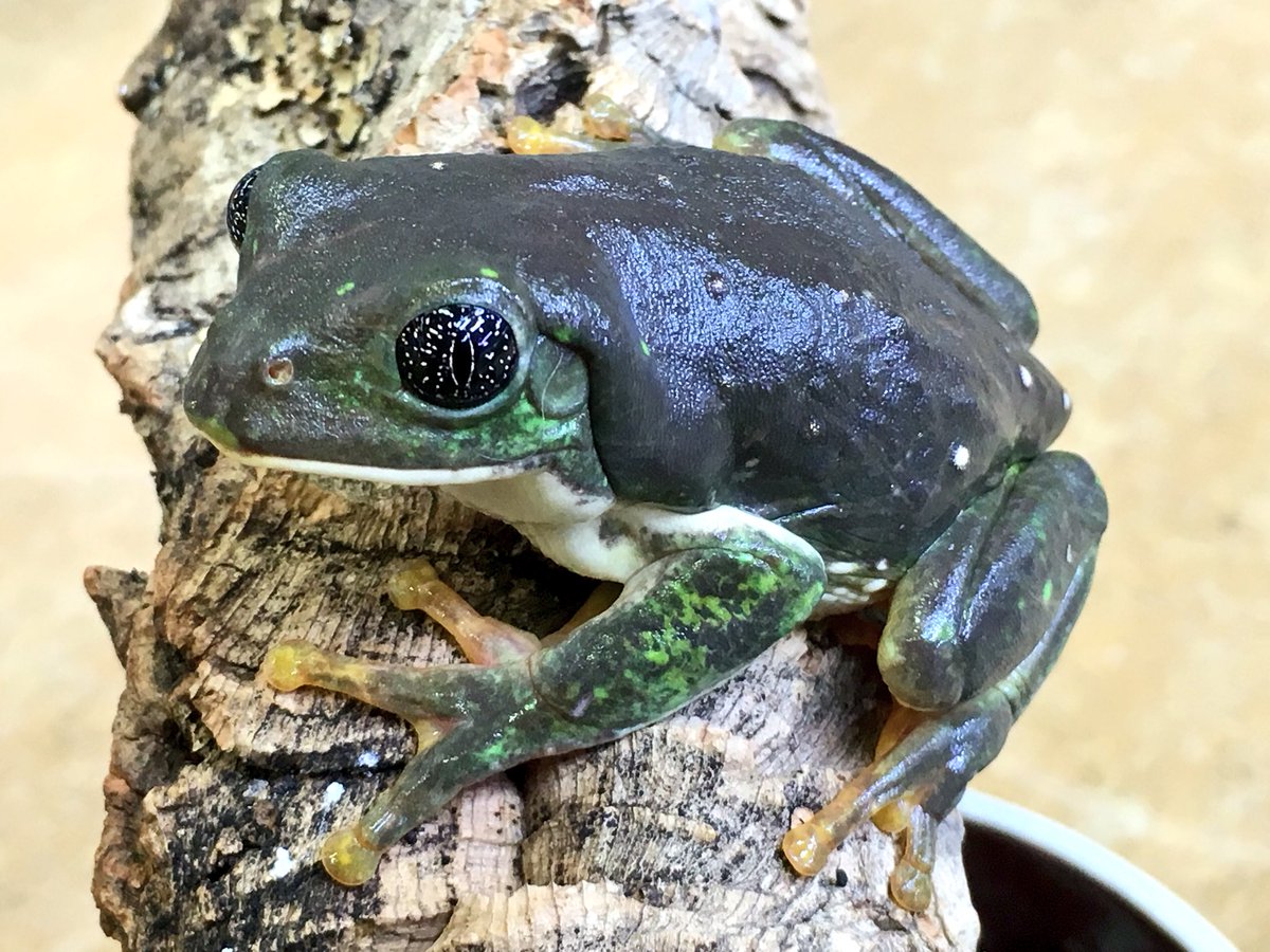 ペポニ インター店 ギャラクシーアイ 吸い込まれそうな瞳のメキシコフトアマガエル入荷 カエルの中では珍しく バスキングをする感想系の種類です ー いがらし ペポニ インター店 ギャラクシーアイ 吸い込まれそうな瞳のメキシコフトアマガエル入荷 カエルの中では珍しく バスキングをする感想系の種類です ー いがらし