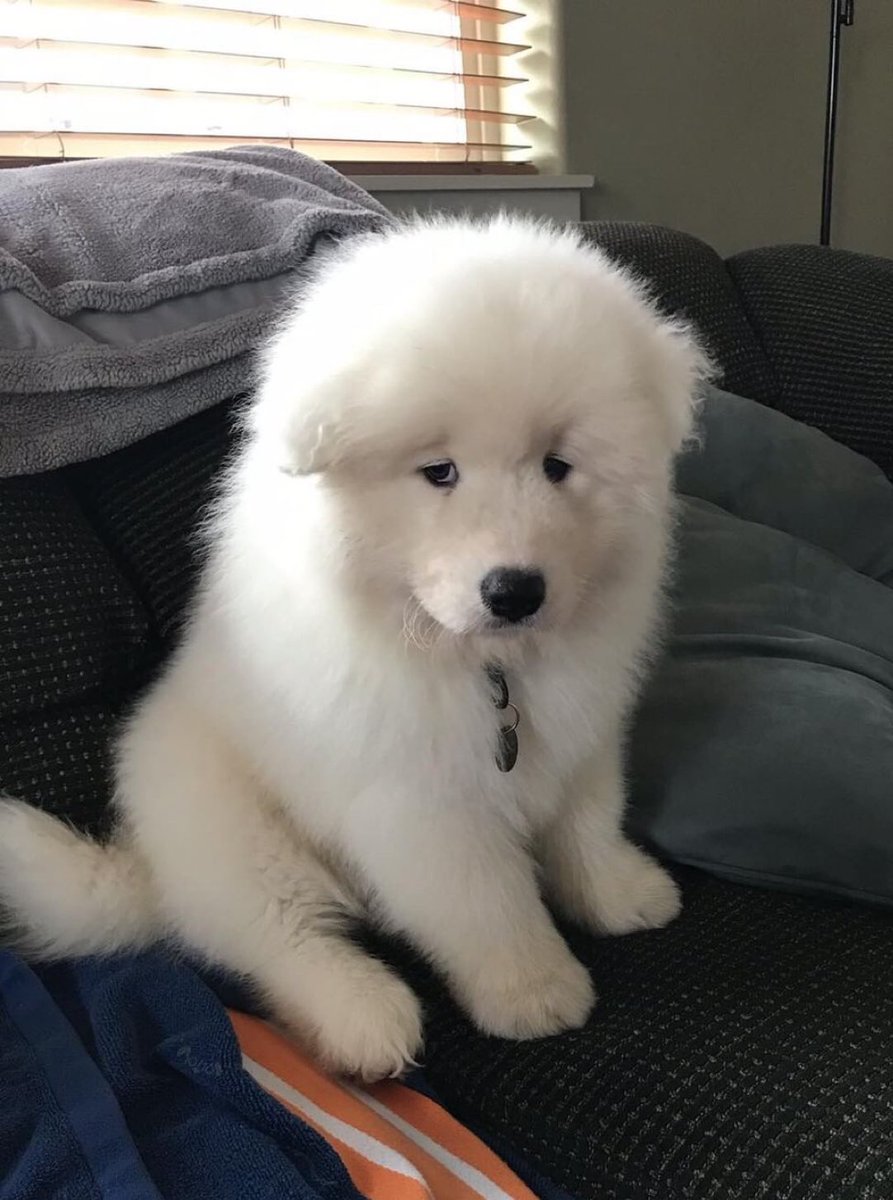 dog_rates's tweet photo. This is Carl. He lost his puppeller hat, but then he found it, so everything’s okay now. 13/10 would spin it for him https://t.co/gS1UxfMaSz