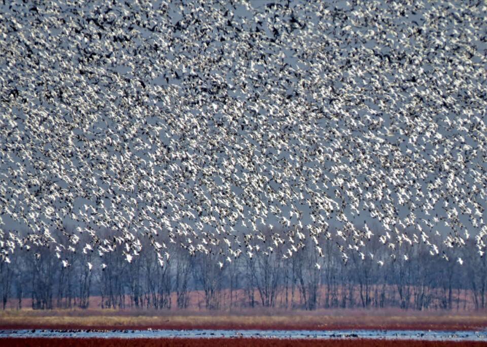 We have a reported 25,000 snow geese here/ the count will continue to rise.  #goosepondfwa #birding #wetlands #restoration photo Mike Jones