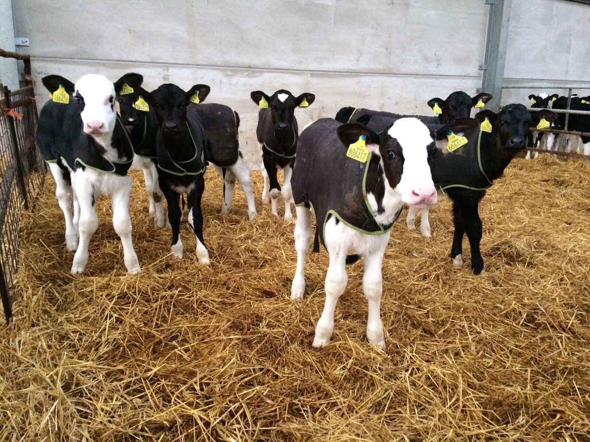 ForFarmersUK's tweet photo. Are your #calves well bedded to keep them comfy in this cold weather? #teamdairy #calfrearing #calfjacket https://t.co/59iAo6eYFA