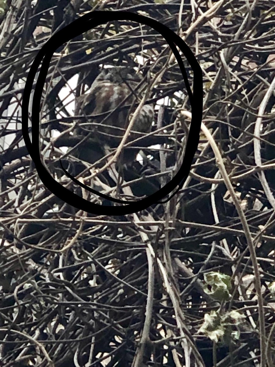 Never know who will visit W77th Street and the Anderson School! Welcome sleeping Snowy Owl! We are so happy to meet you! #AndyTheOwl #anderson #HedwigJr.