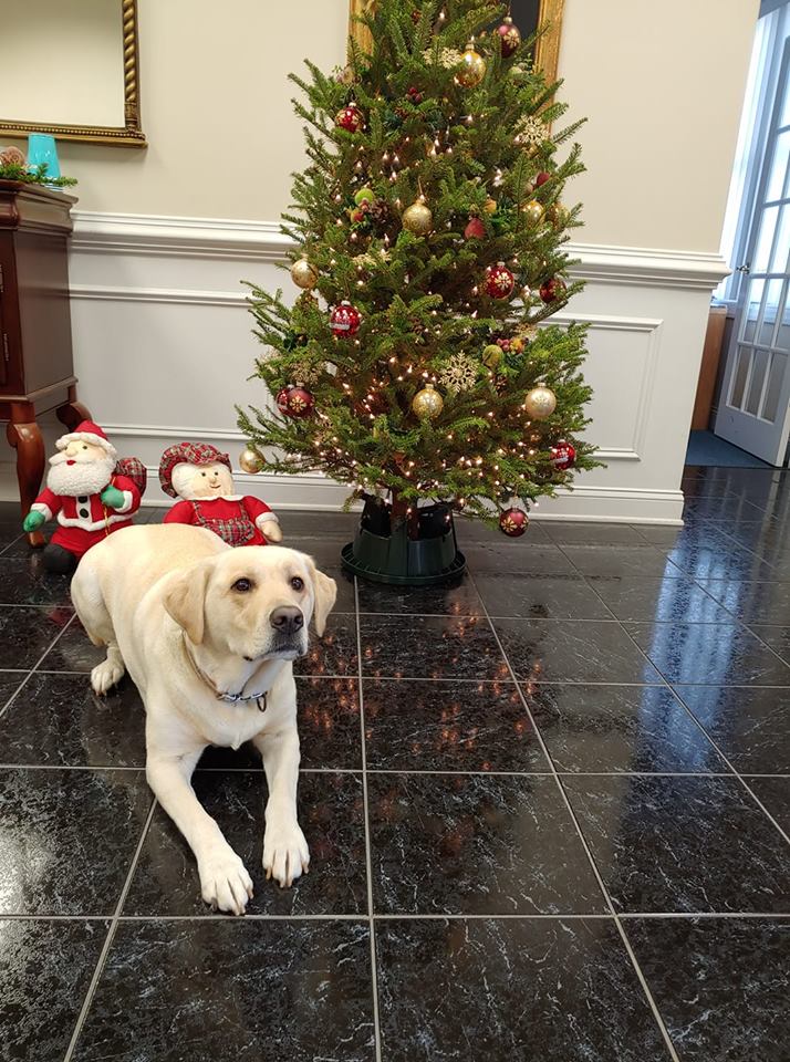 ChesapeakeLLC's tweet photo. We had a helper around the office! Thanks for stopping in, Sammy Lynn! #DogsofRealEstate #ChesapeakeRealEstateAssociates https://t.co/EGqpvGvcpl