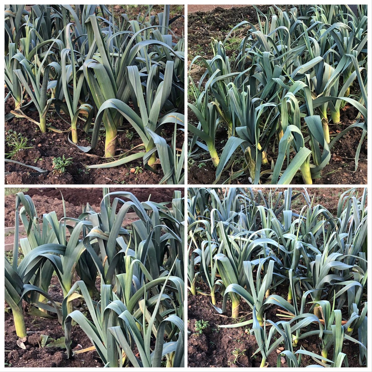 PollandMichelle's tweet image. I’ve made a start on my soft fruit lane at my allotment today..I got in summer fruiting raspberries on the path side and autumn fruiting ones on the inside..blackberries and Tay berries will be at the back #raspberrycanes #turnips #leeks #allotment #garden #gardening #softfruit