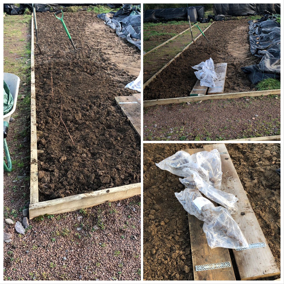PollandMichelle's tweet image. I’ve made a start on my soft fruit lane at my allotment today..I got in summer fruiting raspberries on the path side and autumn fruiting ones on the inside..blackberries and Tay berries will be at the back #raspberrycanes #turnips #leeks #allotment #garden #gardening #softfruit