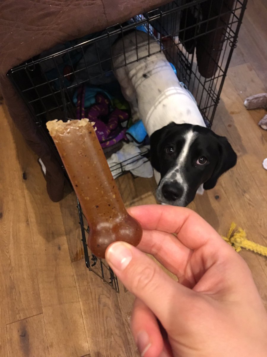 aliciabrunskill's tweet photo. Jarvis ATE the nylabone. Think he wants the rest back to finish the job. *sigh* 🤭😬 #DogsOfTwitter #pupantics https://t.co/Jy7IhEHeya