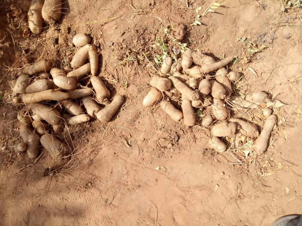 sahelconsulting's tweet photo. #YIIFSWA team facilitating Harvest Field Day at Doma LGA in #Nasarawa state. #Sahel #SahelConsulting #yam #farm #harvest #Agriculture @IITA_CGIAR @iitayouthagrip @IYA_Abuja https://t.co/0QDChyCr0G