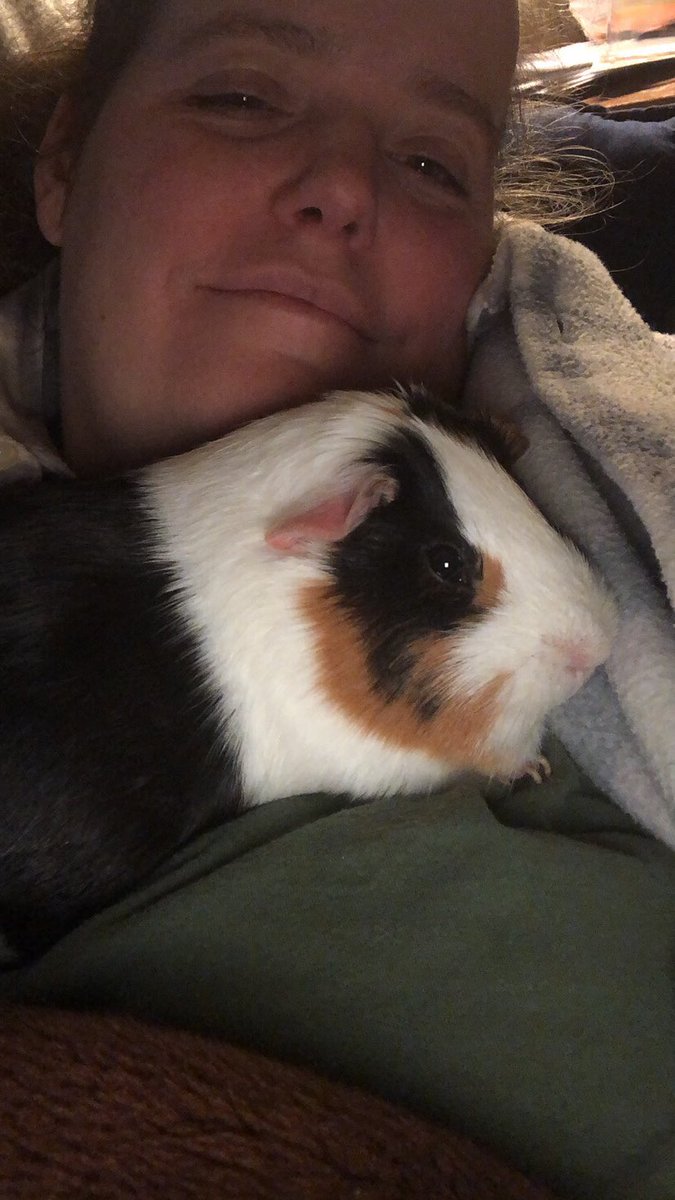 dragonflamers's tweet photo. She finally found the spot she’s comfy in #sillygirl #guineapig #snuggles #happy #furbaby https://t.co/euJMlSi8MZ