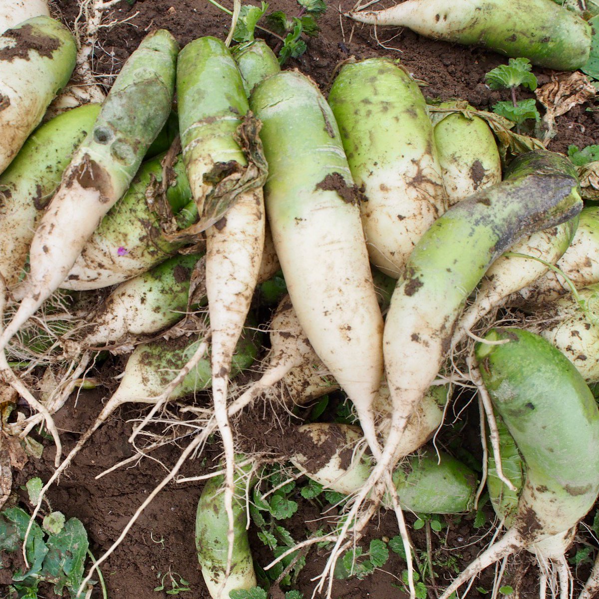 かんだた 急に寒さが厳しくなりました 畑では 雪が降る前に 野菜の収穫です 薬味に使う信州支那大根 ぴりりとからい辛味大根 私の体型みたいなずんぐりネギ 寒さで柔らかくなった と思う 野沢菜などです わさび菜などの サラダ野菜もまだ採れ