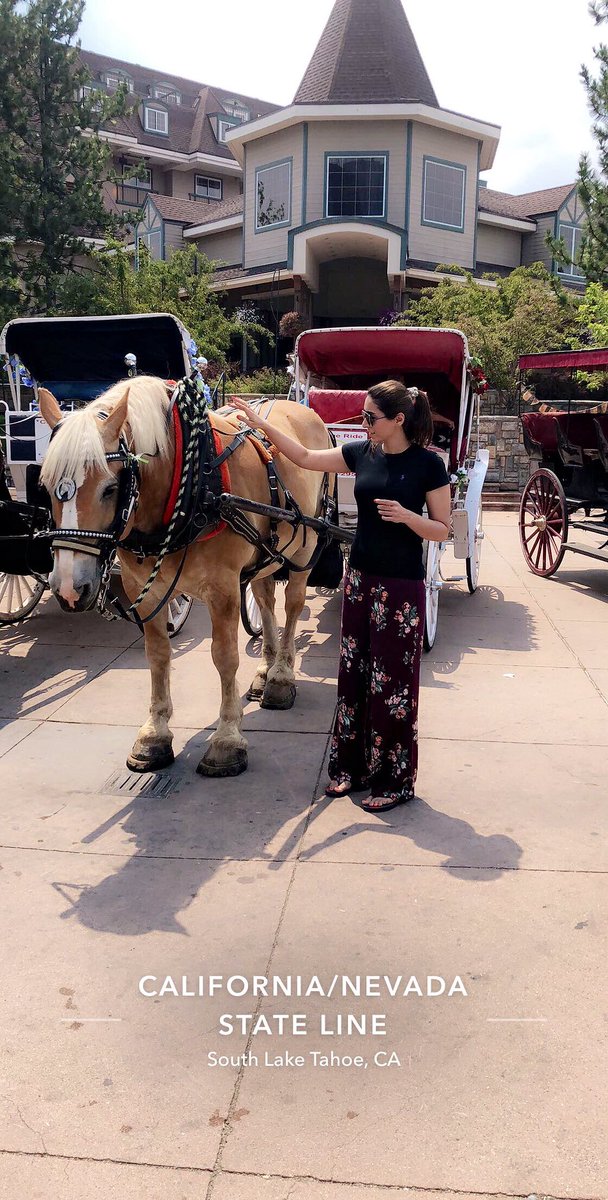 You See A Beast.. I See Beauty! 🐎🏕🇺🇸 #ACharmingEncounter #BeautifulAnimal #LoveHorses #HeavenlyVillage #SouthLakeTahoe #California #ZSTravels #Summer2018 #USADiaries