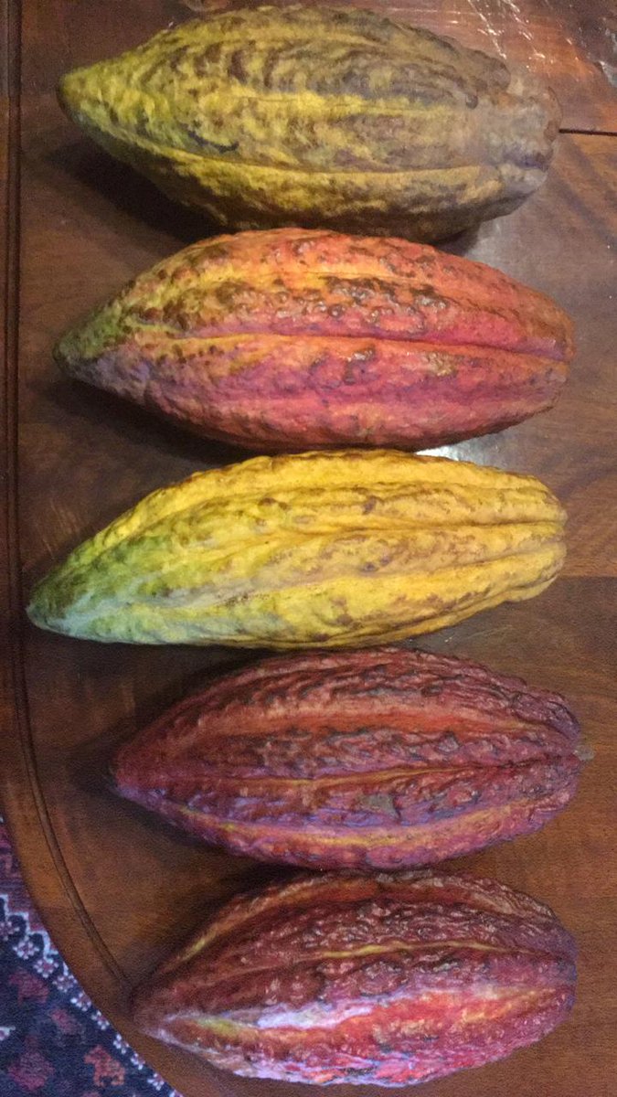 Ya esta lista nuestra nueva cosecha de cacao orgánico 100% colombiano #FelizJueves #cacao #chocolate