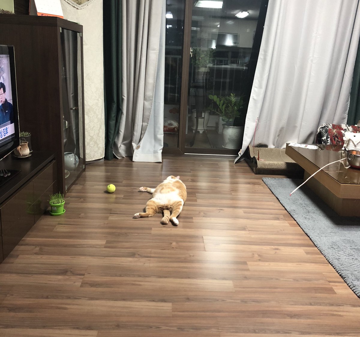 geumdong103's tweet photo. 흔한 고앵이 있는 집 풍경 https://t.co/DeY5deFcS9