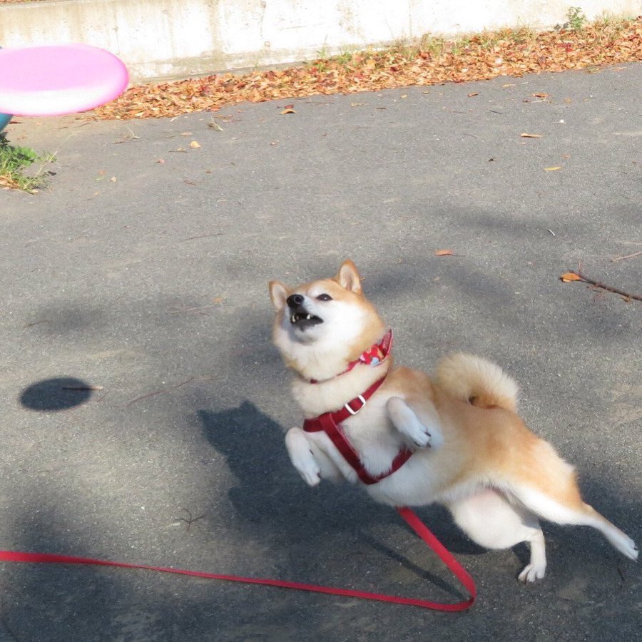 Frisbee Doge Dog Getting Hit By Frisbee