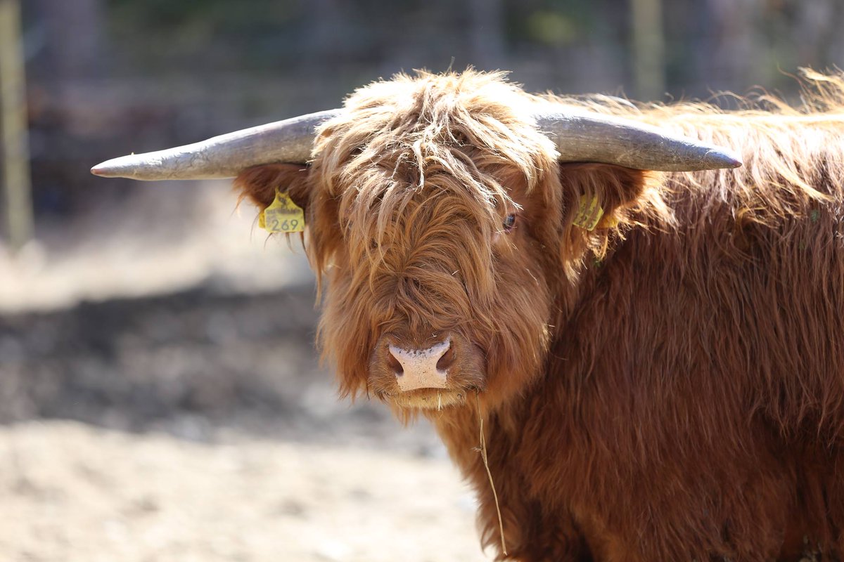 Yrjölä Highland - eettisesti kasvatettua laatulihaa nyt saatavana! Tutustu tarjontaan ja tilaa: bit.ly/2GdM4AT #kotimainenruoka #lähiruoka #suomalainenruoka #ylämaankarja #highlander #Asikkala