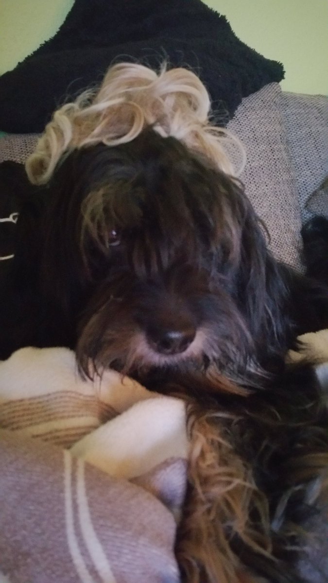 Ja ja..... Wenn Frauchen Langeweile hat... Haare, immer Haare Tzz. Tzz. Tzz 🙈