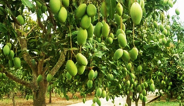 Manfaat Tanaman Mangga
sawonbudidaya.com/2018/12/06/man…