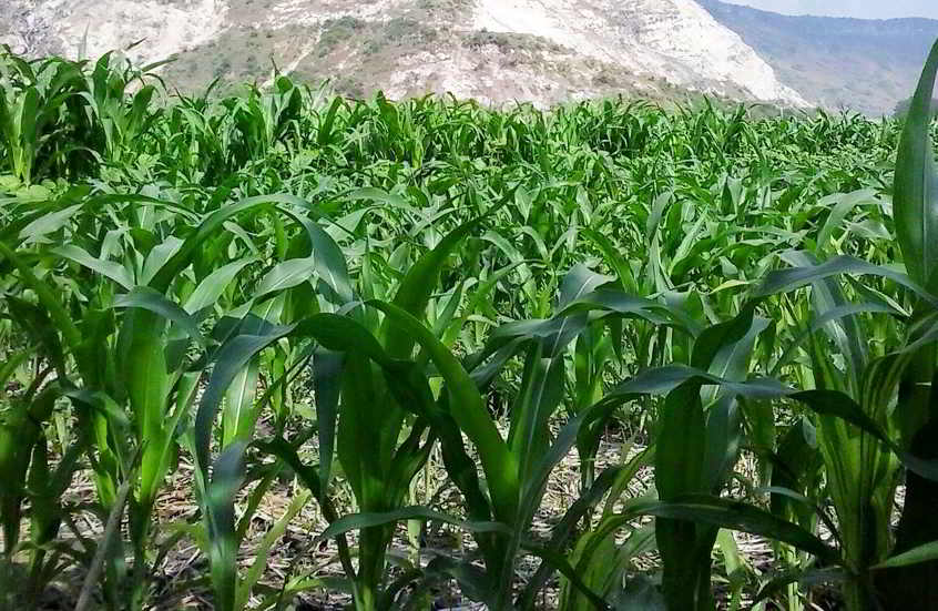 Ciri ciri Tanaman Jagung
sawonbudidaya.com/2018/12/12/cir…