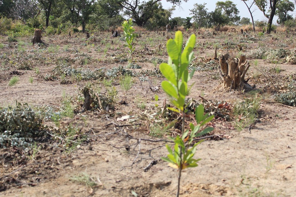 PAFAM3's tweet photo. La Délégation de l'Union européenne #UE au Mali visite le verger démonstratif de Siby réalisé par le @PAFAM3 cofinancé par l'@AECID_es et l'Union européenne dans le cadre du Fonds d'Urgence de l'Union européenne pour l'#Afrique #AfricaTrustFund @stefanomanservi @europeaid https://t.co/76hufJ6PAM