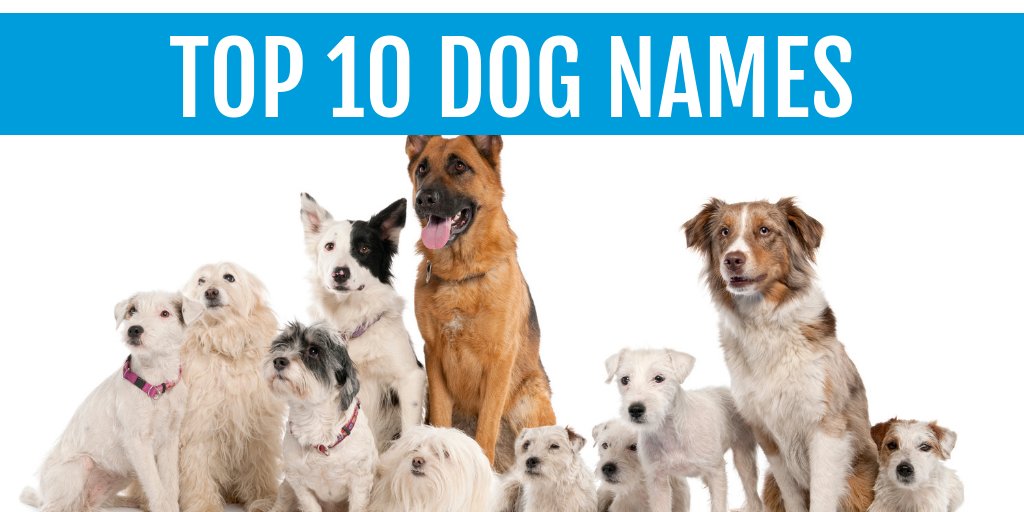 ProPetware's tweet image. Did your dog make the list?

blog.propetware.com/blogarticles/t…