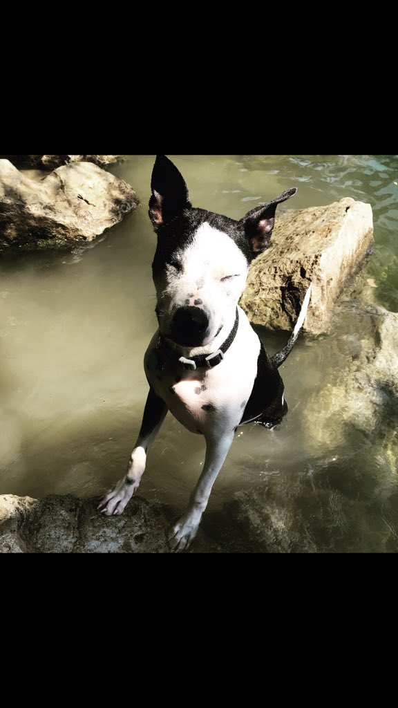GamesZbp's tweet photo. @dog_rates https://t.co/N71PwiJU9p
