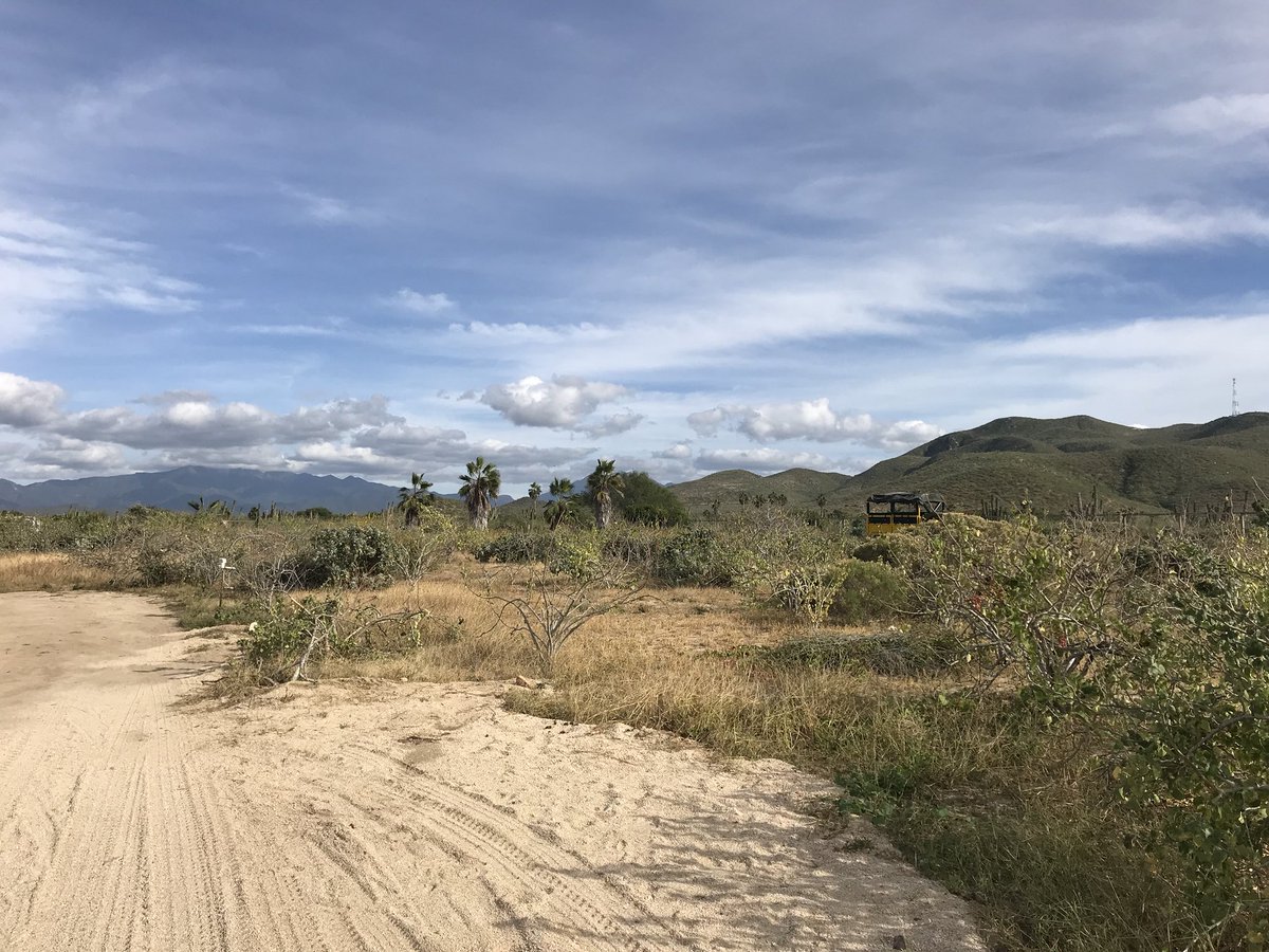 MeaganWristen's tweet image. Did you know you could ride a camel in #Cabo? #caboadventures offers lots of activities including a camel ride. #GnomadsTakeOverCabo #TravelocityPartner