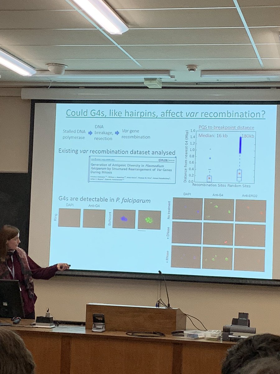 Catherine Merrick’s talk on ‘virulence gene dynamics in malaria parasite plasmodium falciparum’ explains how G4s, like hairpins affect var recombination.