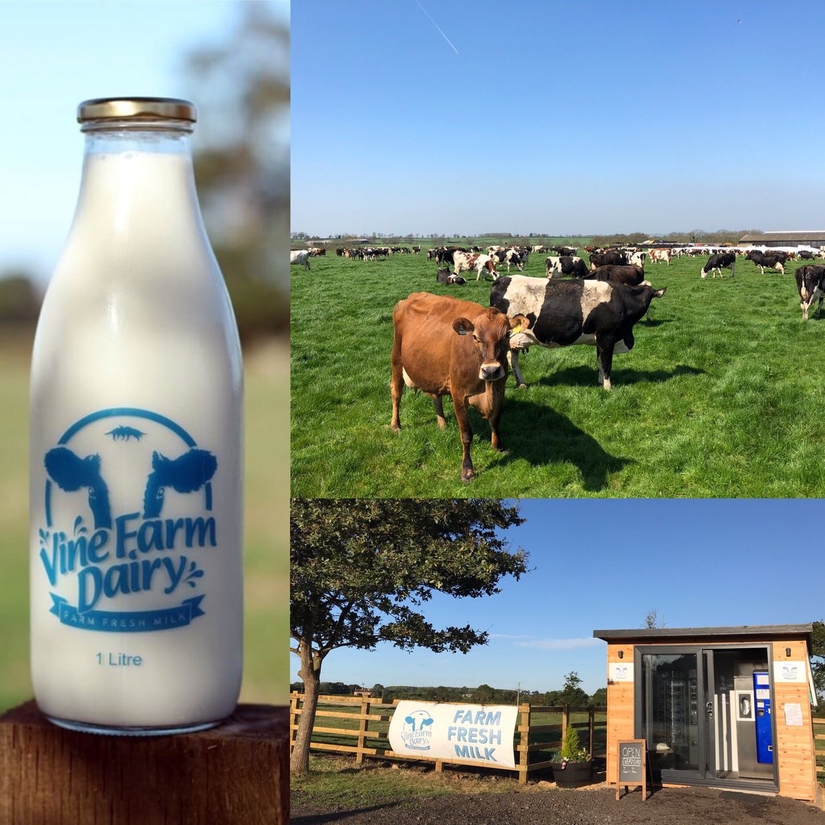 What makes Vine Farm Milk different from supermarket milk?
#incrediblyfresh #reusablebottles #unhomogenised #zerofoodmiles #freerange #24hoursfromgrasstoglass #reducingplastic #farmfreshmilk