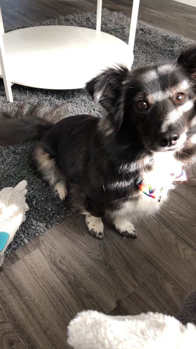 nkkean's tweet photo. @dog_rates https://t.co/fVH1ghTrNR