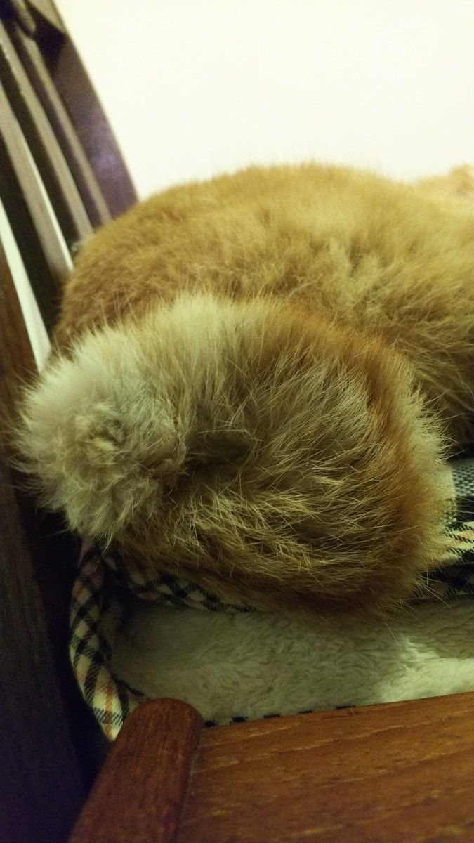 ヒゲ美人 A Twitter タボ店長の魅惑の螺旋しっぽ 粉屋珈琲 京都 猫 Cat