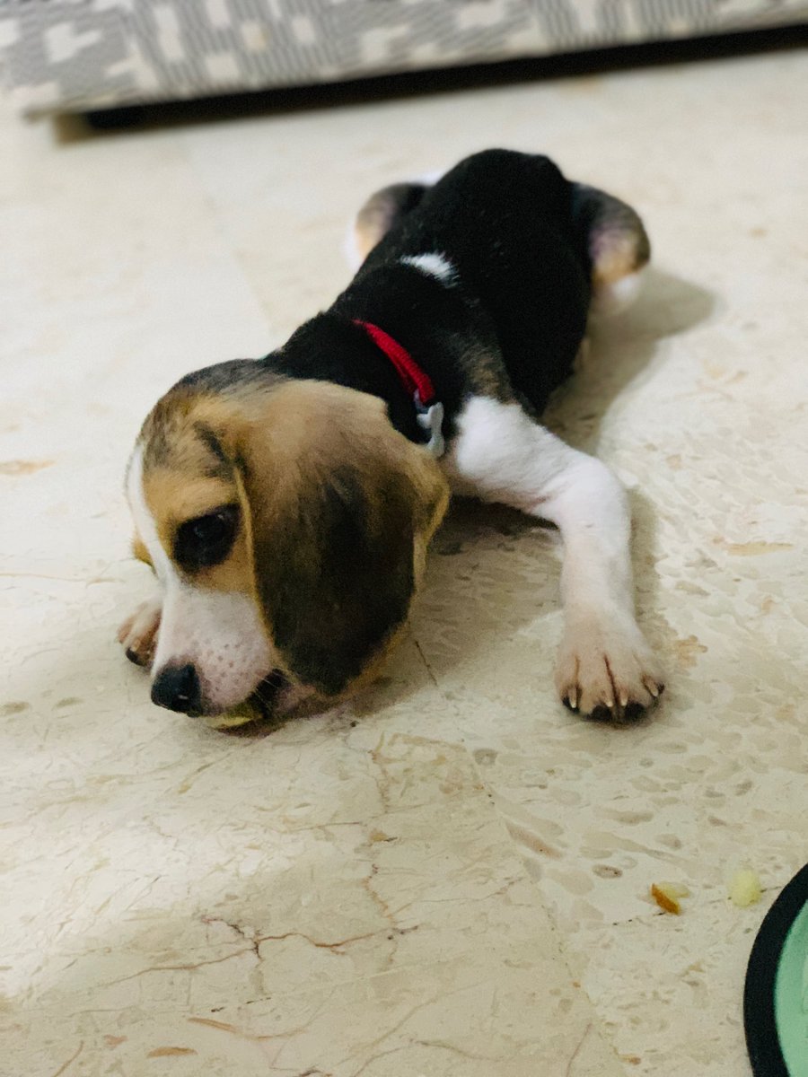 freddwee's tweet photo. Wanna enjoy your meal with a greedy beagle around? A few slices of Apple will do the trick! #beaglefacts #HaleyBailey https://t.co/lga02Cfe8F