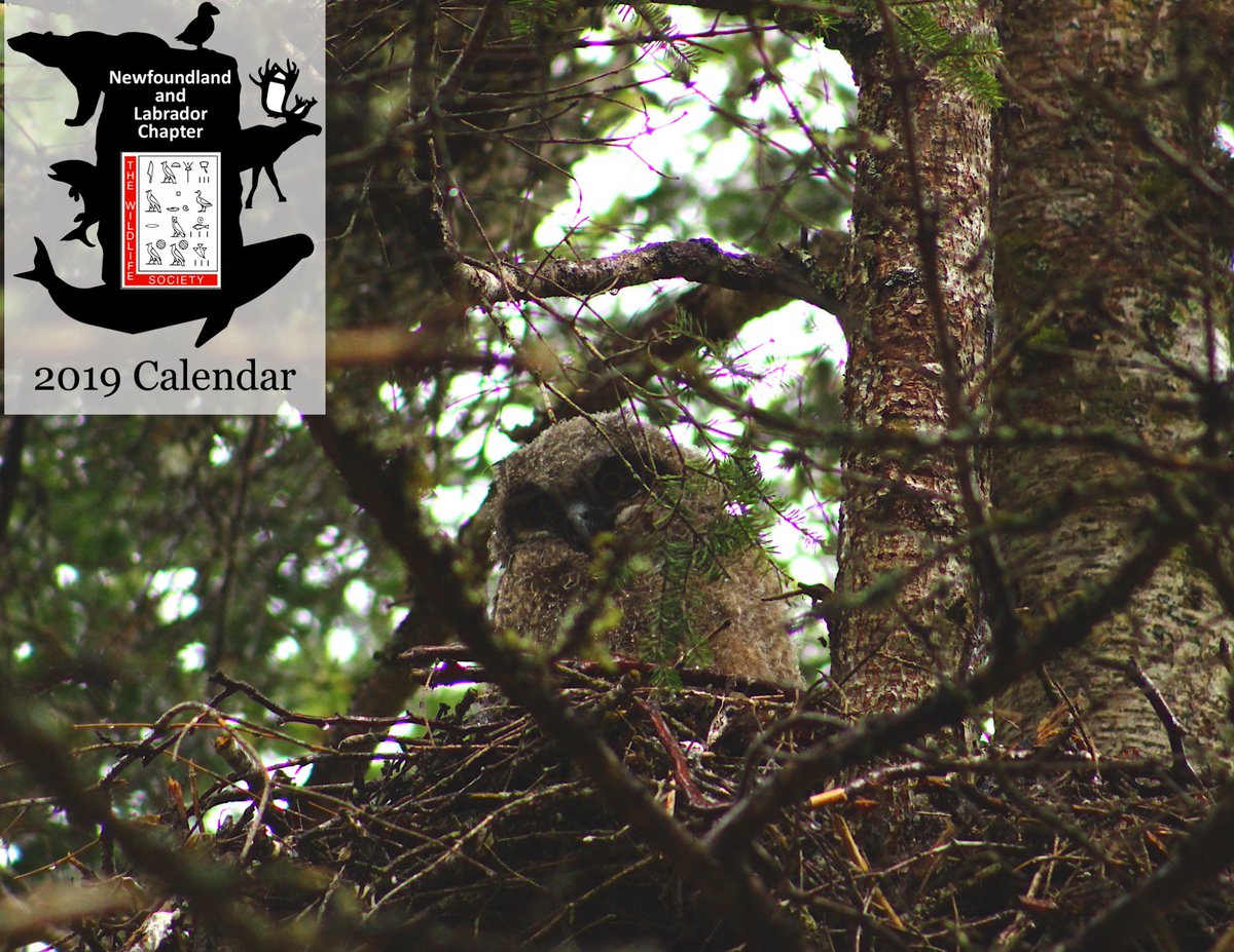 NL_TWS's tweet photo. 2019 NLTWS calendars are now on sale for $18! Come and pick one up on MUN campus in room SN1000! Let us know if you would like one and we can set one aside for you. Great x-mas gift for any wildlife enthusiast! https://t.co/q34dCUfpDH