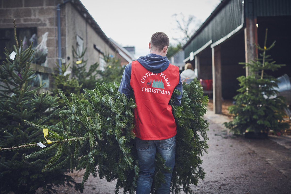 Tomorrow evening, we're open until 8pm. Come and select your Christmas tree from the collection of pre cut trees in our barn. #devon #christmastree