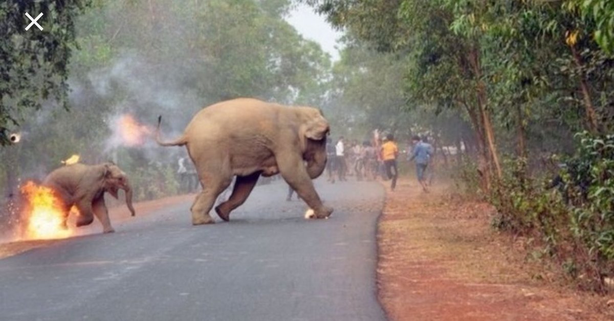 grReforestation's tweet photo. Animals are lossing their homes https://t.co/5ehAyZyBd6